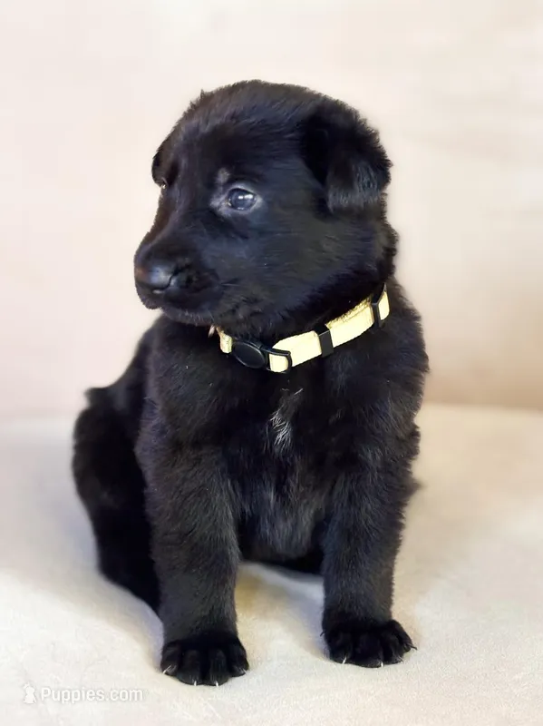 Ms Yellow – German Shepherd Dog puppy for sale in Round Rock, TX