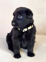 Ms Yellow, a female German Shepherd Dog for sale in Round Rock, TX – 1 of 7