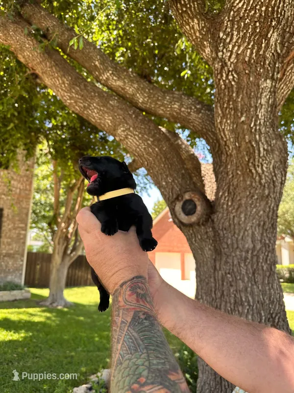 Ms Yellow – German Shepherd Dog puppy for sale in Round Rock, TX