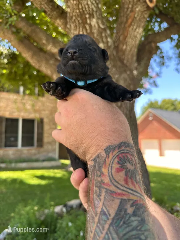 Mr Blue – German Shepherd Dog puppy for sale in Round Rock, TX