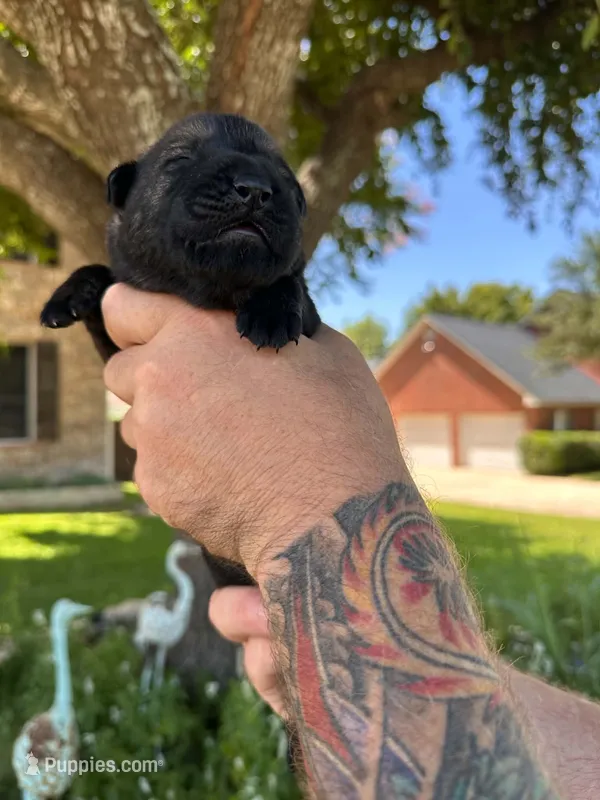 Mr Silver – German Shepherd Dog puppy for sale in Round Rock, TX