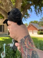 Mr Silver, a male German Shepherd Dog for sale in Round Rock, TX – 1 of 2