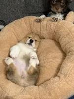 Canelita , a female Pembroke Welsh Corgi for sale in Centerton, AR – 2 of 6