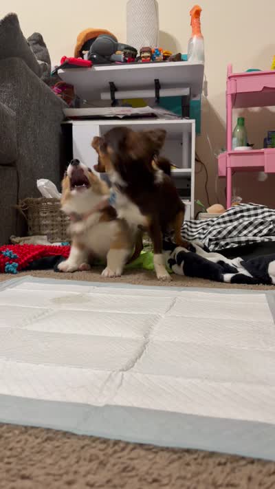 Canelita , a female Pembroke Welsh Corgi for sale in Centerton, AR – 5 of 6