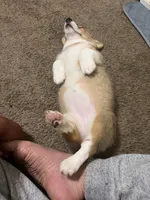 Canelita , a female Pembroke Welsh Corgi for sale in Centerton, AR – 3 of 6