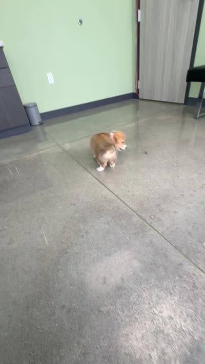 Canelita , a female Pembroke Welsh Corgi for sale in Centerton, AR – 6 of 6