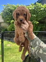 Lucky , a male Cavapoo for sale in Springfield, OR – 10 of 10