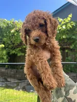 Lucky , a male Cavapoo for sale in Springfield, OR – 8 of 10