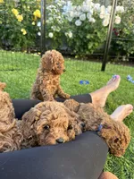 Limoncello , a male Cavapoo for sale in Springfield, OR – 2 of 4