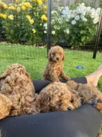 Limoncello , a male Cavapoo for sale in Springfield, OR – 3 of 4