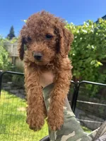 Lucky , a male Cavapoo for sale in Springfield, OR – 9 of 10