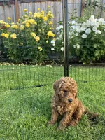 Limoncello , a male Cavapoo for sale in Springfield, OR – 4 of 4