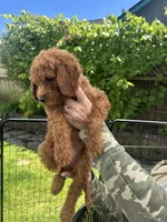 Lucky , a male Cavapoo for sale in Springfield, OR – 7 of 10