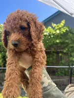 Lucky , a male Cavapoo for sale in Springfield, OR – 6 of 10