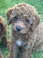 Ocean, a male Cavapoo for sale in Springfield, OR – 4 of 5