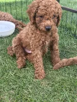 Ocean, a male Cavapoo for sale in Springfield, OR – 5 of 5