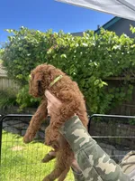 Lucky , a male Cavapoo for sale in Springfield, OR – 3 of 10