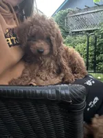 Ocean, a male Cavapoo for sale in Springfield, OR – 3 of 5