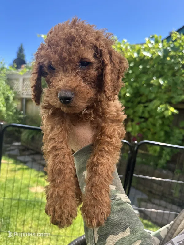 Lucky  – Cavapoo puppy for sale in Springfield, OR