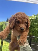 Lucky , a male Cavapoo for sale in Springfield, OR – 2 of 10
