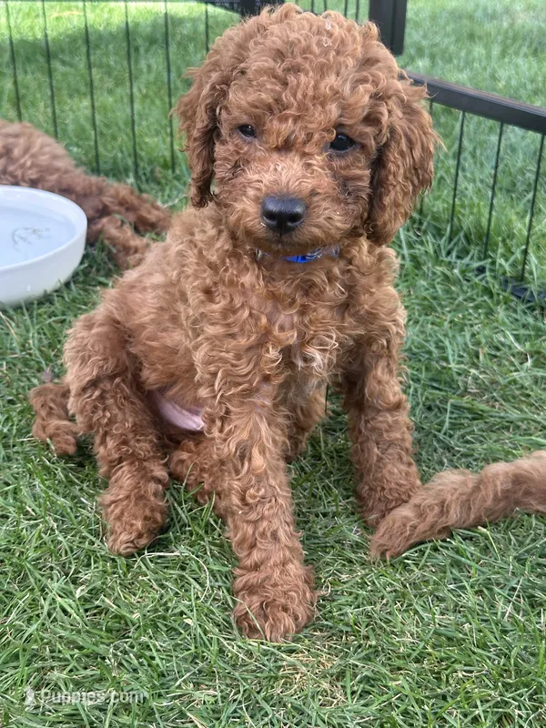 Ocean – Cavapoo puppy for sale in Springfield, OR