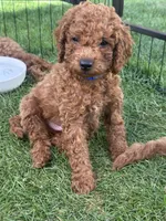 Ocean, a male Cavapoo for sale in Springfield, OR – 1 of 5