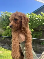 Lucky , a male Cavapoo for sale in Springfield, OR – 5 of 10