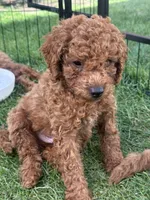 Ocean, a male Cavapoo for sale in Springfield, OR – 2 of 5