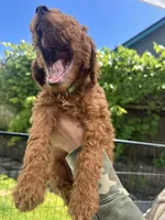 Lucky , a male Cavapoo for sale in Springfield, OR – 4 of 10