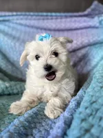Rip, a male Maltese for sale in Seagrove, NC – 2 of 6