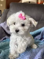 Lily, a female Maltese for sale in Seagrove, NC – 1 of 8