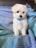 Rip, a male Maltese for sale in Seagrove, NC – 5 of 6