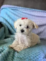 Daisy, a female Maltese for sale in Seagrove, NC – 3 of 3