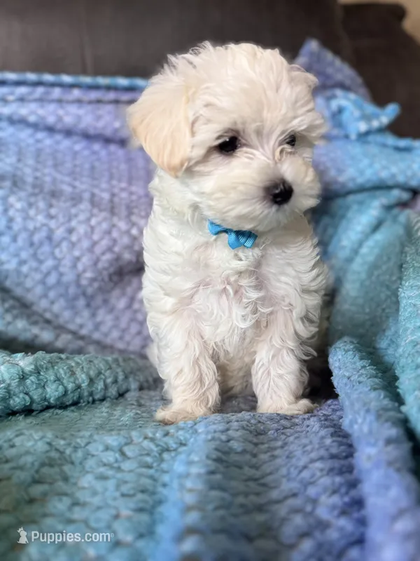 Rip – Maltese puppy for sale in Seagrove, NC
