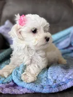 Lily, a female Maltese for sale in Seagrove, NC – 2 of 8