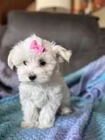 Lily, a female Maltese for sale in Seagrove, NC – 4 of 8