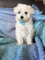 Rip, a male Maltese for sale in Seagrove, NC – 3 of 6