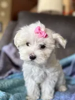 Lily, a female Maltese for sale in Seagrove, NC – 8 of 8
