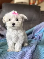 Lily, a female Maltese for sale in Seagrove, NC – 7 of 8