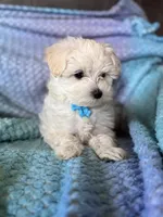 Rip, a male Maltese for sale in Seagrove, NC – 6 of 6