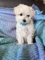 Rip, a male Maltese for sale in Seagrove, NC – 4 of 6