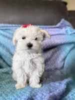 Daisy, a female Maltese for sale in Seagrove, NC – 2 of 3