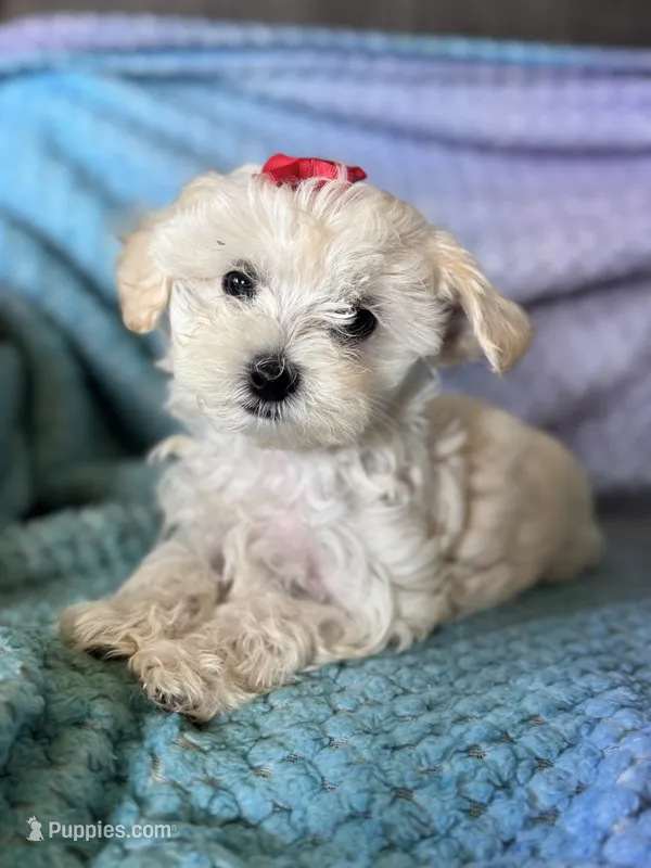 Daisy – Maltese puppy for sale in Seagrove, NC