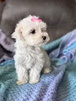 Lily, a female Maltese for sale in Seagrove, NC – 5 of 8