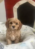 Shane, a male Cavapoo for sale in Gurnee, IL – 2 of 3