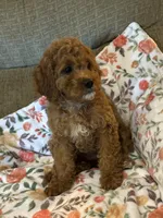 Karlie, a female Cavapoo for sale in Gurnee, IL – 4 of 4