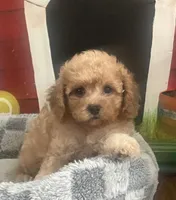 Kiki, a female Cavapoo for sale in Gurnee, IL – 2 of 3