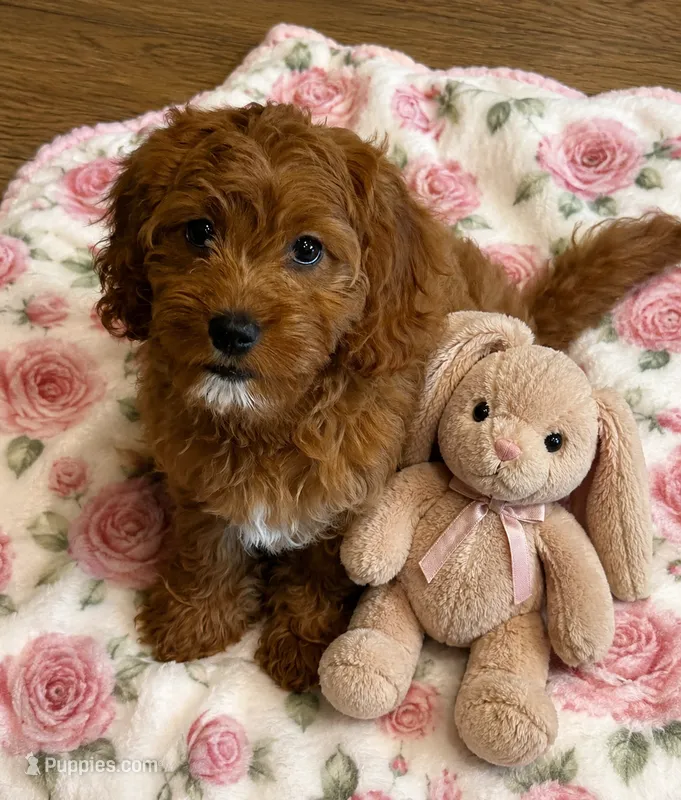 Rosa – Cavapoo puppy for sale in Gurnee, IL