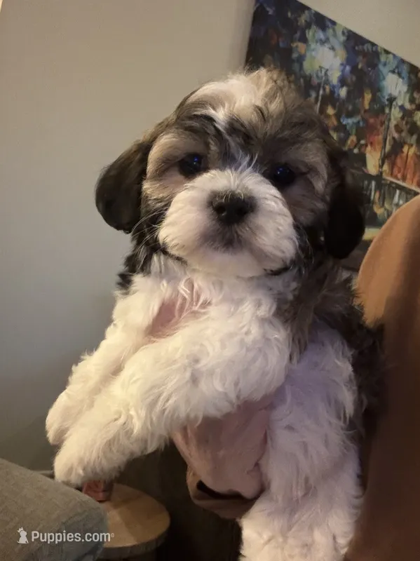 Maya – Havanese, Shih Tzu puppy for sale in Gurnee, IL
