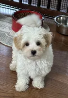 Ziggy, a male Maltipoo for sale in Gurnee, IL – 2 of 3